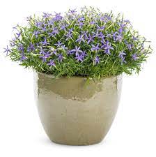 Adorable sky blue star shaped flowers bloom from late spring through summer. Beth S Blue Plant Of The Month Proven Winners