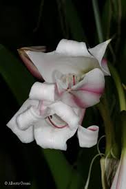 Image result for Crinum macowanii