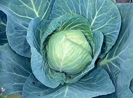 Yes (chinese cabbage is less hardy). Can I Harvest Garden Vegetables After A Frost Msu Extension