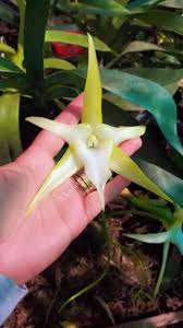 Image result for Angraecum conchiferum