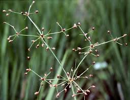 Image result for Fimbristylis