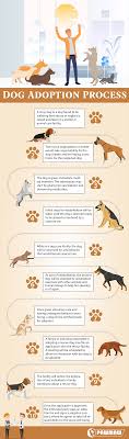 Check out how to talk to your dog. Adopting An Abused Dog