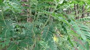Image result for Tephrosia vogelii