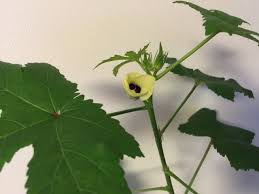 オクラの花が さぶりんブログ