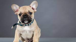 National french bulldog rescue groups: 11 Facts About French Bulldogs Mental Floss