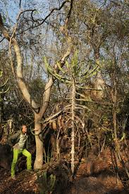 Image result for Cladostemon kirkii