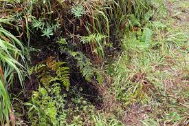 Image result for Aleuritopteris welwitschii