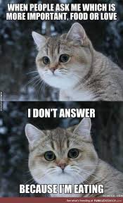27 Funny Animal Memes To Make You Laugh Till You Drop 18 Funny Animal Memes Funny Cat Videos Funny Animals