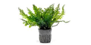 Image result for Trichomanes