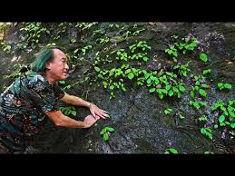 Image result for Leptaspis zeylanica