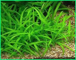 Selain itu, jenis tanaman ini juga mudah perawatannya, anda bisa memberikan cahaya sedang dengan kebutuhan co2 yang sedang. 16 Jenis Tanaman Aquascape Yang Mudah Perawatannya Dunia Fauna Hewan Binatang Tumbuhan Live Aquarium Plants Freshwater Aquarium Plants Planted Aquarium