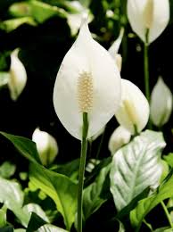 Peace Lily Light Requirements In 2020 Peace Lily Flower Peace Lily Plant Peace Lily