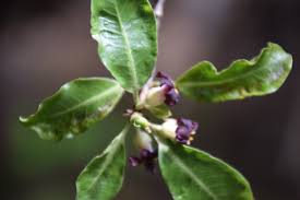 Image result for Pittosporum tenuifolium