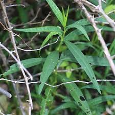 Image result for Justicia striolata