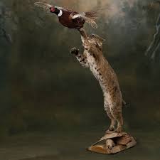 Bobcat With Pheasant Taxidermy Deer Hunting Tips Bobcat Mounts