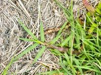 Image result for Cynodon nlemfuensis