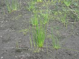 Image result for Eleocharis limosa