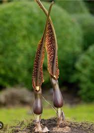 Image result for Sauromatum venosum