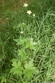 Image result for Aneilema johnstonii