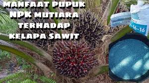 Maybe you would like to learn more about one of these? Manfaat Pupuk Npk Mutiara Pada Tanaman Kelapa Sawit Pupuk Npk Mutiara Youtube