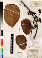 Image result for Caloncoba