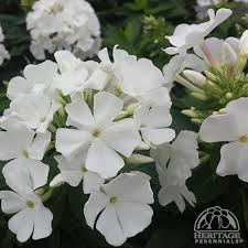 Plant Profile for Phlox paniculata EARLY WHITE™