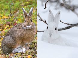 They sport thick fur and enjoy a low surface area to volume ratio that conserves body heat, most. Out In The Cold Life Science Article For Students Scholastic Superscience Magazine