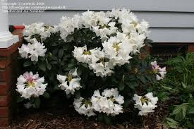 Plantfiles Pictures Dwarf Rhododendron Yak Rhododendron Yaku Princess Rhododendron By Janebritt