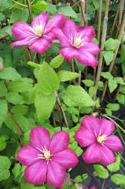 Check spelling or type a new query. Clematis Ville De Lyon 60 100 Cm Waldrebe Klematis
