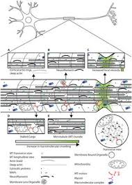 Frontiers Crowd Control Effects Of Physical Crowding On