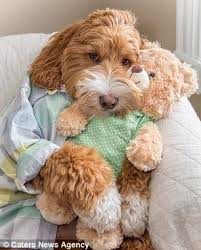 Isn't the australian labradoodle the same as a labradoodle? 110 Australian Labradoodles Ideas Labradoodle Australian Labradoodle Cute Dogs