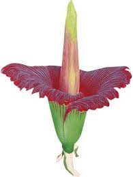 Futaba Corpse Flower 200 Pcs Seed Price In India Buy Futaba Corpse Flower 200 Pcs Seed Online At Flipkart Com