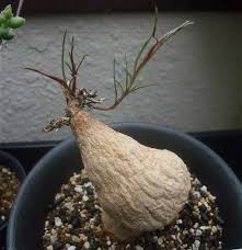 Image result for Raphionacme globosa