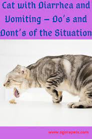 Cat With Diarrhea And Vomiting Do S And Dont S Of The Situation In 2021 Cats Cat Diarrhea Cat Language