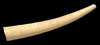 Tusk shell | Marine, Gastropod, Chitin | Britannica