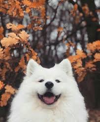 Dogs Fluffy Animals Cute Kopek Turleri Sevimli Kopek Yavrulari Hayvan Mizahi