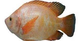 We did not find results for: Erek Erek Ikan Nila 2d 3d 4d Menurut Buku Mimpi Erek Erek