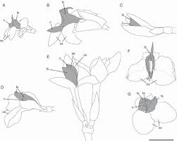 Image result for Hypselodelphys