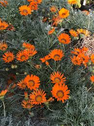 Image result for Gazania krebsiana