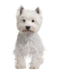 Uk westie rehoming is a charity established in 2002, dedicated to the welfare and rehoming of the west highland white terrier. West Highland White Terrier Small Medium And Big Dog Breeds Pedigree Uk