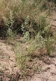 Image result for Eragrostis phyllacantha