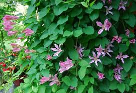 'duchess of albany' синонимы clematis texensis 'duchess of albany' clematis × pseudococcinea 'duchess of albany' clematis texensis 'duchess of alba' clematis texensis. Some Favorite Clematis A Way To Garden