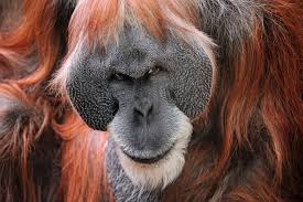 Orangutans are great apes native to indonesia and malaysia. Deadly Orangutan Attack 2 Apes Team Up To Kill Another Scientific American