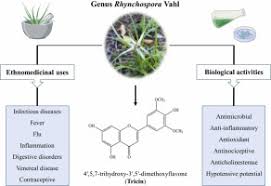 Image result for Rhynchospora gracillima