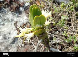 Image result for Cyrtorchis arcuata