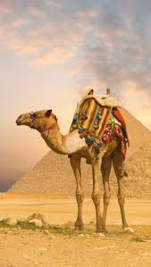 A graduate of virginia commonwealth university, he moved to seattle to do graduate work at the university of washington. Ayatollah Saleed Offa Huck Saleedoffahuck Profile Pinterest