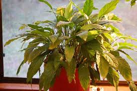 We did not find results for: Why Is My Peace Lily Leaves Turning Yellow Grow Gardener Blog