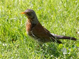 Die wacholderdrossel (turdus pilaris) ist eine vogelart aus der familie der drosseln (turdidae). Wacholderdrossel Heilbronn Meine Stimme