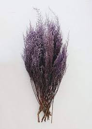 Image result for Stoebe