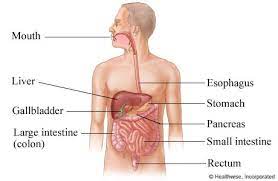 Ch 14 The Digestive System Diagram Quizlet
